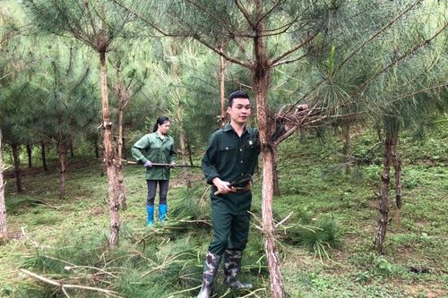 Điều chỉnh chỉ tiêu phân bổ và tổ chức thực hiện Kế hoạch nâng cao chất lượng rừng để bảo tồn hệ sinh thái và phòng, chống thiên tai