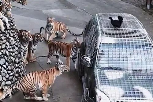 'Việc nhẹ lương cao': Vườn thú tuyển tài xế cho hổ ăn, lương hơn 180 triệu đồng/tháng gây 'bão' mạng