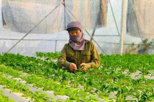 Sản xuất nông sản an toàn:Nâng tầm chất lượng, vươn ra thế giới