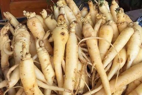 Đảng sâm – Dược liệu quý được ưu tiên phát triển ở tỉnh Quảng Ngãi