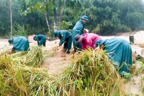 Hỗ trợ người dân xã biên giới La Dêê gặt lúa chạy nước lũ