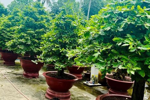 Phát triển nghề trồng mai vàng trên mảnh đất chiến khu