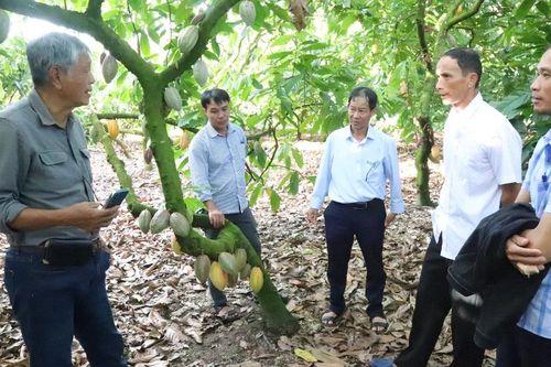 Canh tác ca cao bền vững gắn liền với tăng trưởng xanh và giảm phát thải