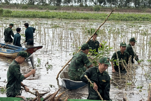 Bộ đội Biên phòng tỉnh An Giang tích cực giúp dân thu hoạch hoa màu, gia cố bờ bao chống lũ