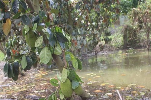 Lũ kết hợp triều cường làm thiệt hại hơn 700ha lúa, rau màu, cây ăn trái ở Tây Ninh