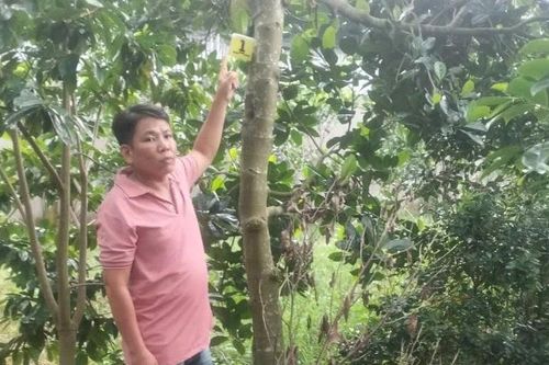 Lý do khởi tố kẻ ăn trộm 2 trái mít trị giá 387.000 đồng?