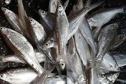 Loại cá trước cho lợn ăn, nay thành đặc sản 300.000 đồng/kg