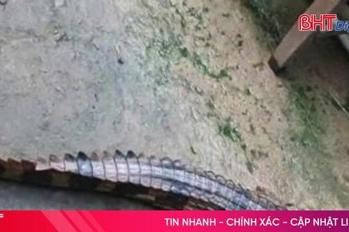 Cá sấu xổng chuồng cắn 1 người bị thương