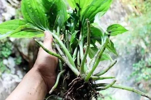 Cây dại mọc đầy ở Việt Nam, sang 'trời Tây' bán hơn nửa triệu/kg