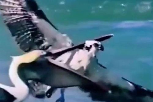 Khoảnh khắc hiếm thấy: Bồ nông ngoạm cổ... 'chúa tể bầu trời'