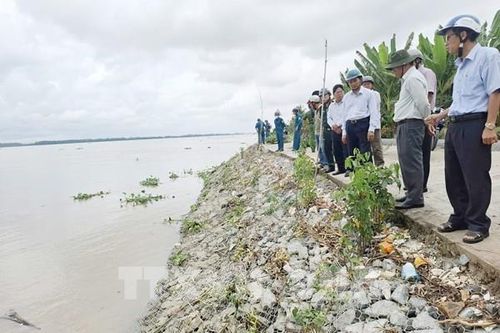 Vĩnh Long chủ động ứng phó sạt lở, bảo vệ 'lá chắn' ven sông Hậu