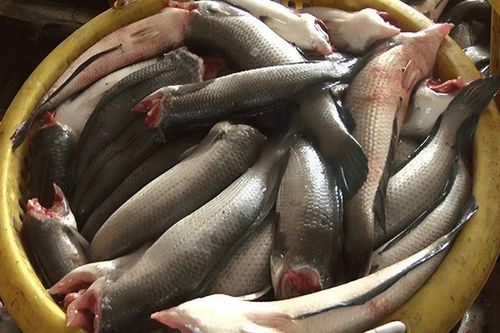 Loại cá đồng là đặc sản miền Tây, thịt dai săn chắc, phơi thành khô ăn với cơm nóng là 'hết sảy'