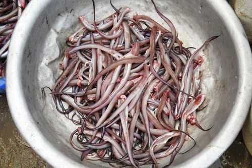 Loại cá từng bị 'ghẻ lạnh', nay lại trở thành đặc sản đắt đỏ ở thành phố