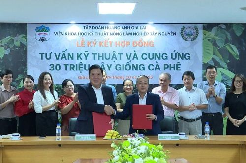Tập đoàn HAGL và Viện WASI ký kết hợp đồng tư vấn kỹ thuật và cung ứng 30 triệu cây cà phê chất lượng cao