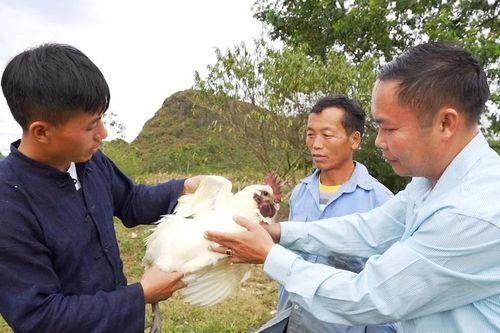 Đảng viên Lồ A Chơ làm giàu từ đôi bàn tay trắng