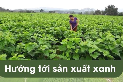 Hướng tới sản xuất xanh