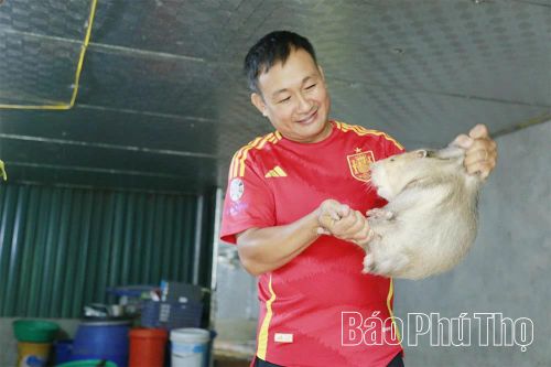 Chuột núi 'hạ sơn'