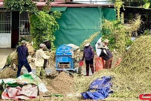 Nông dân xã Thuận Châu thu hoạch lúa mùa