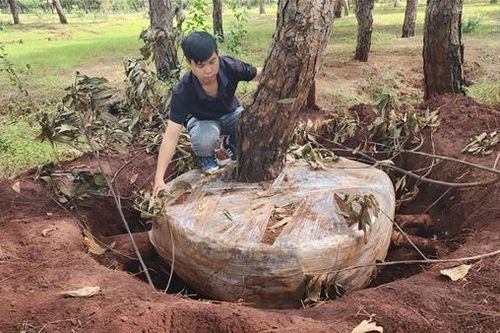 Gia Lai: Triển khai ngay các giải pháp bảo vệ rừng thông quý
