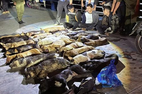 Nhóm thanh niên bắn trộm 24 con chó trong đêm đã 'sa lưới'
