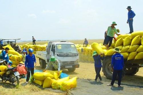 Bát nháo 'cò lúa' ở Miền Tây