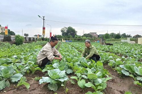 Phúc Lộc dồn sức cho vụ đông