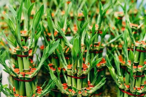 Trồng 3 loại cây này trong nhà để mang vượng vận, trăm đường lợi không một đường hại