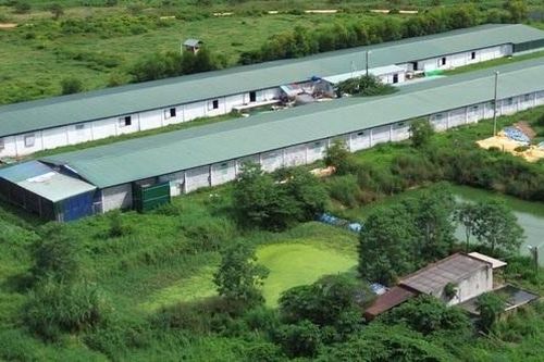 Trang trại nuôi vịt bị phạt 300 triệu đồng vẫn tiếp tục gây ô nhiễm