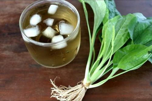 Uống nước mã đề có tác dụng gì?