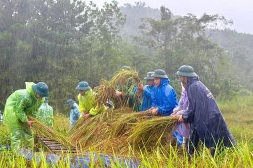 Bộ đội biên phòng dầm mưa gặt lúa chạy lũ giúp dân