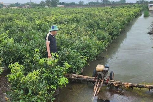 TPHCM: Làng mai vàng Bình Lợi thiệt hại nặng do ngập, ước tính hàng chục tỷ đồng