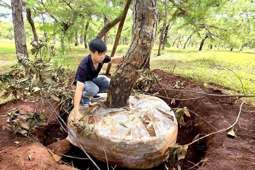 Tỉnh Gia Lai yêu cầu cần có giải pháp bảo vệ rừng thông bonsai thường xuyên bị mất trộm