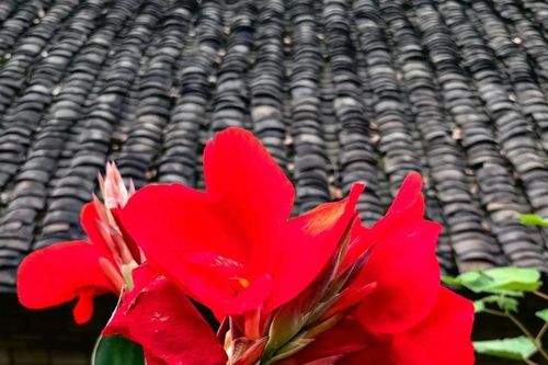 Ý nghĩa phong thủy và cách trồng, chăm sóc cây Dong riềng đỏ