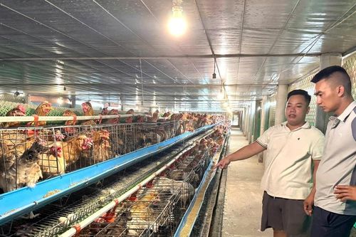 Nông dân đầu tư chăn nuôi gia cầm quy mô lớn, hiệu quả cao