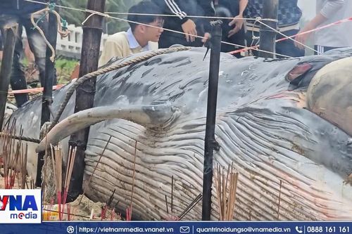 Cá Ông trôi dạt vào bờ biển Đà Nẵng