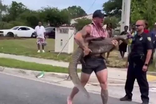 Võ sĩ MMA tay không hạ gục cá sấu dài 2,5m giữa phố Florida