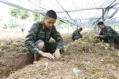 Sư đoàn 3: Tích cực tăng gia sản xuất, chăm lo đời sống bộ đội