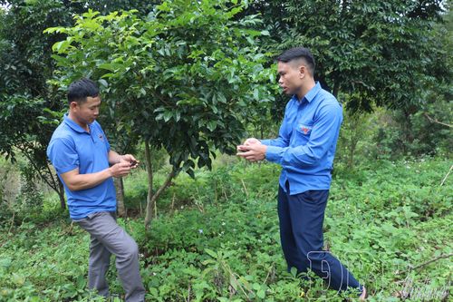 Thanh niên ứng dụng khoa học - kỹ thuật vào sản xuất nông nghiệp