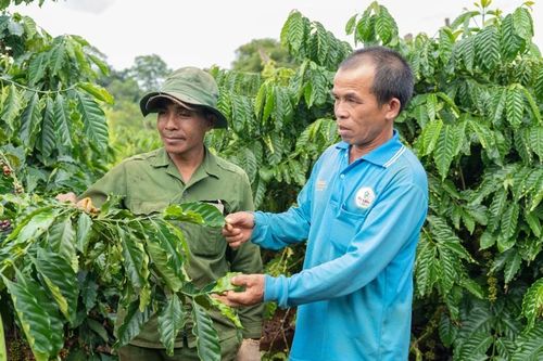 Canh tác thông minh: 'Chìa khóa' nâng tầm cà phê Gia Lai