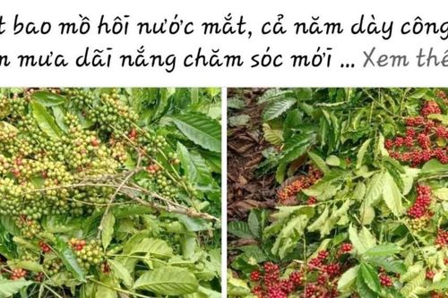 Cà phê 'tặc' lộng hành, nông dân đau xót vì cây trồng bị cắt phá