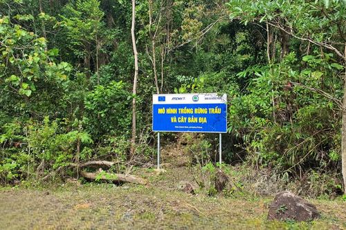 Sinh kế bền vững từ cây trẩu