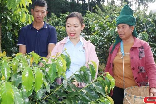 Mường Chanh xây dựng vùng cà phê chất lượng cao