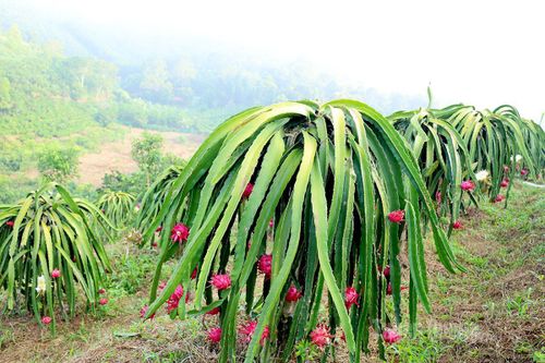 Sắc đỏ mùa thu hoạch thanh long