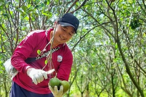 HTX dùng công nghệ để định giá và đánh bại chiến thuật phá giá của thương lái