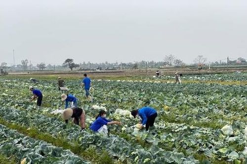 Từ cây trồng vụ đông, nông dân Hải Phòng 'hái vàng' trên ruộng