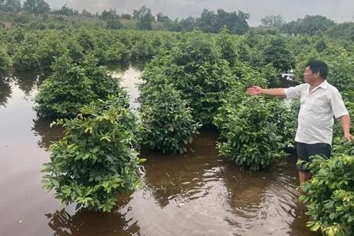 Trên 500ha trồng mai vàng ở TP Hồ Chí Minh chìm trong nước