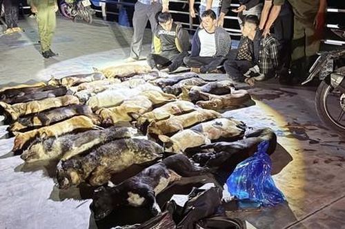 Công an tuần tra bắt 3 'cẩu tặc' trộm 24 con chó chỉ trong một đêm