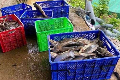 Sạt lở đất khiến 70 tấn cá tầm bị thiệt hại nặng