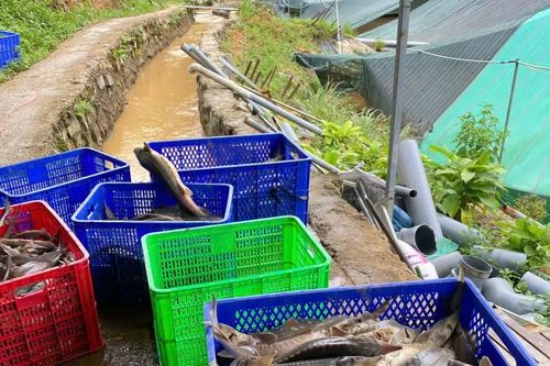Quảng Ngãi: Sạt lở núi gây thiệt hại 70 tấn cá tầm