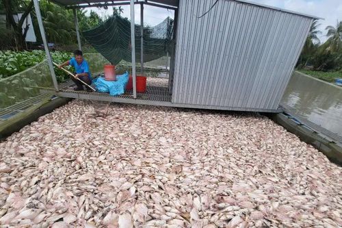 Cần Thơ: Cá điêu hồng nuôi bè chết hàng loạt